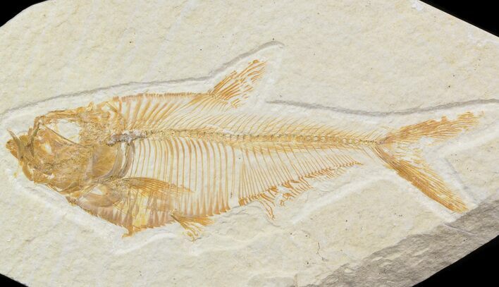 Bargain Diplomystus Fossil Fish - Wyoming #42488